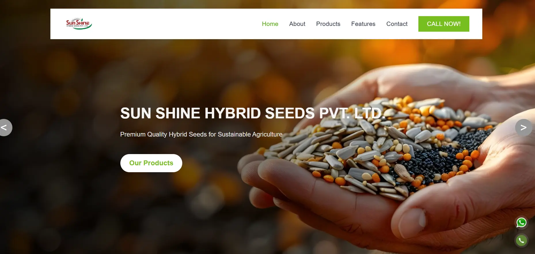 Sunshine Hybrid Seeds